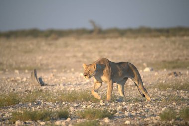 wild oness walking through the dry savannah