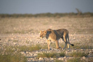 beautiful wildlife of etosha