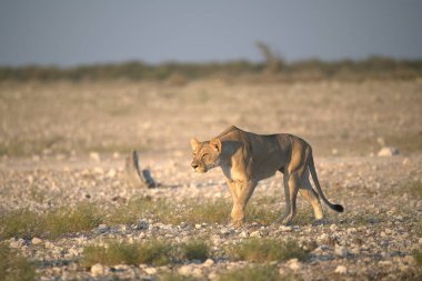 Çölde dişi bir beyaz kaplan.