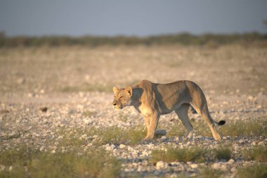 female white lion walking across dry grass in the savannah