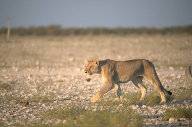 wild lion walking in the dry grass. high quality photo