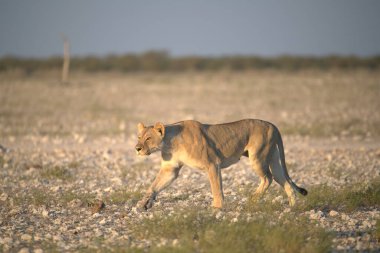 Etoşa parkındaki dişi bir aslanın güzel bir fotoğrafı.