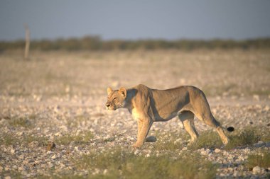 Afrika, Kenya 'da vahşi bir aslan