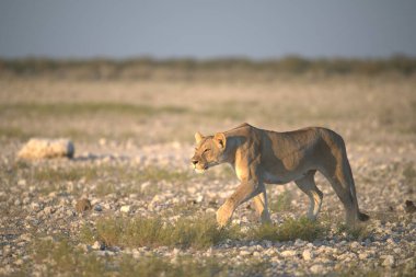 Etoşa namibya aslanı
