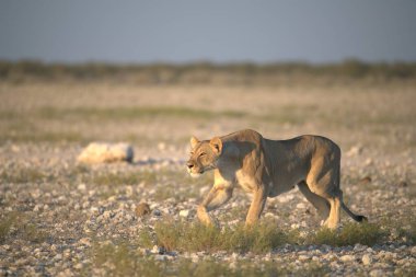 lion cub on dry grass