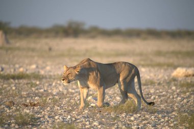 Güney Afrika 'daki Kruger Ulusal Parkı' nda aslan var.