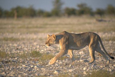 Savanadaki vahşi aslan