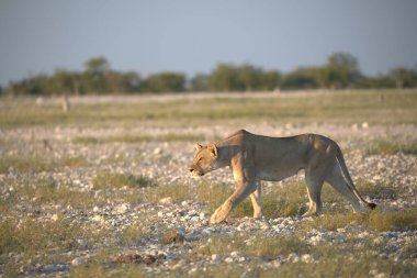 Güzel, vahşi bir Afrika aslanı kuru çimlerde yürüyor.