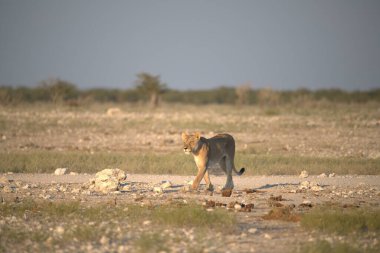 Etoşa Ulusal Parkı 'nda çölde yürüyen vahşi bir aslan.