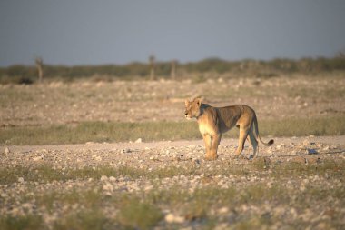 Vahşi Afrika aslanı çölde kumların üzerinde yürüyor.