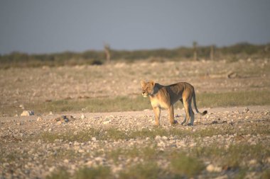 Etoşa Milli Parkı 'ndaki aslan.