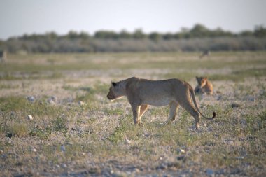 Çölde vahşi bir aslan
