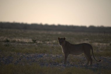 Bir erkek aslan, gün batımında kuru çalıların kenarında duruyor, namibya.