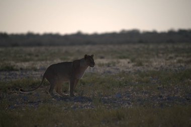Afrika çölünde aslanlar gün batımında