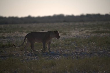 Namibya savanındaki vahşi Afrika aslanı.