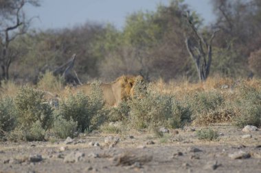 Aslan (panthera leo) erkek.