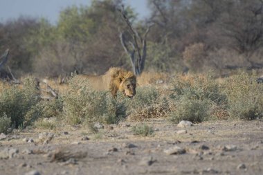 Kenya savanındaki aslan