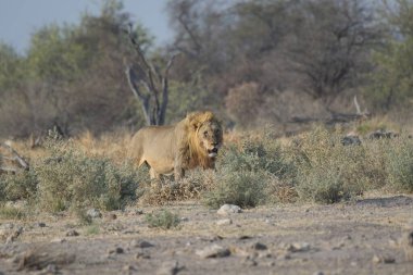 Savanada yürüyen bir aslan