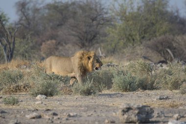 Parktaki Etoşa 'da aslan