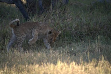 young lion in the kruger national park, south africa