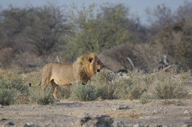 Afrika vahşi aslanı Kruger parkında, Güney Afrika