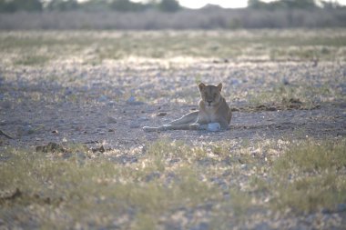 Etoşa Ulusal Parkı, Namibya 'da çimlerin üzerinde genç bir aslan.