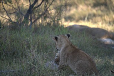 Aslan (panthera leo), Panthera leo, kenya, Doğu Afrika