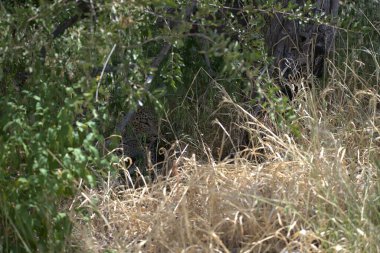 Ormandaki güzel vahşi hayvanlar, doğa