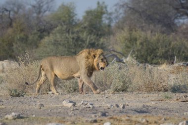 Savanadaki bir aslanın güzel bir resmi.