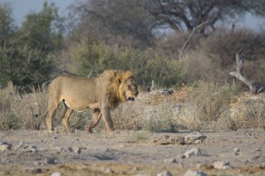 Aslan ın kruger national park, Güney Afrika
