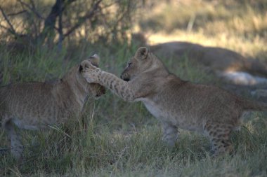 Afrika, Kenya Savannah 'da Çita Yavrusu