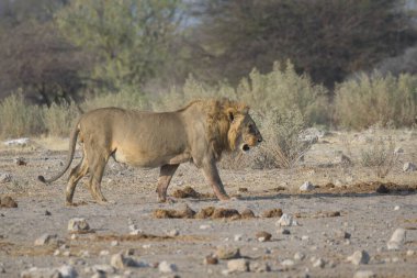 Etoşa Ulusal Parkı 'ndaki aslan, Namibya Afrika