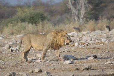 Afrika 'nın bozkırındaki aslan