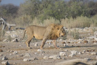 Afrika 'nın bozkırındaki aslan