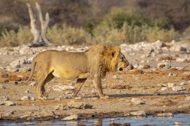 Kuru suda beyaz bir aslanın yakın çekimi.
