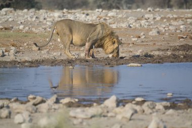 Su birikintisinde bir aslanın yakın plan fotoğrafı.