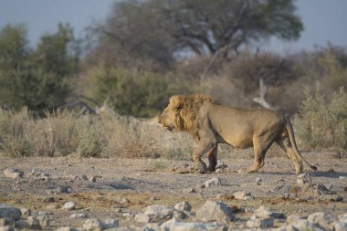 a male lion walks in the dry desert in the middle of the etosha national park in namibia. high quality photo