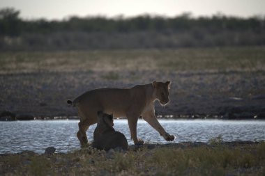 Sudaki genç bir aslan.