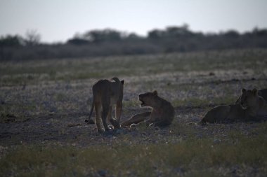 Güney Afrika 'daki Kruger Ulusal Parkı' nda aslan yavrusu.