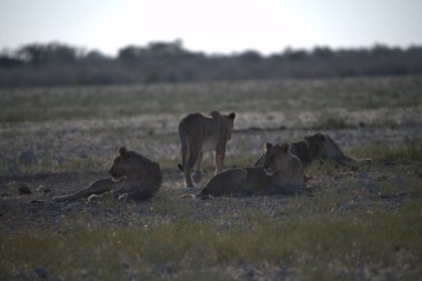 Etoşa bozkırında yerde aslanlar var.
