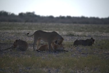 Savanadaki vahşi aslanlar