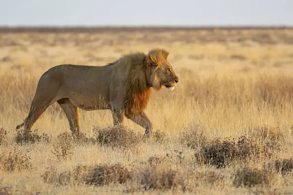 Aslan kuru çimenlerde yürüyor