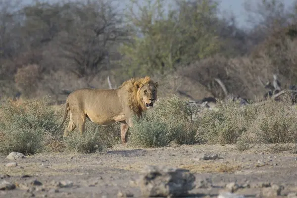 Kenya savanındaki aslan