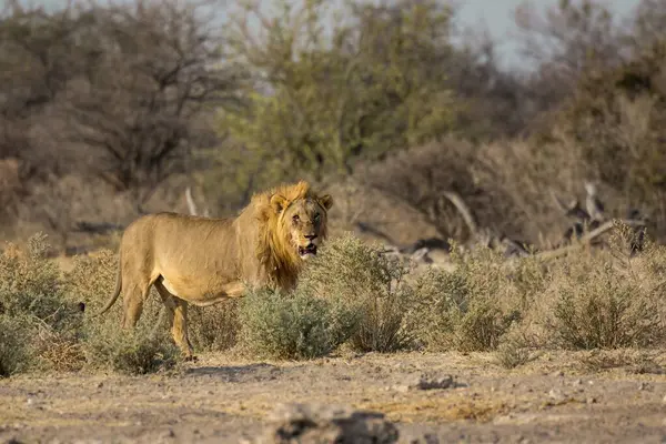 Namibya 'da Etoşa' da aslan