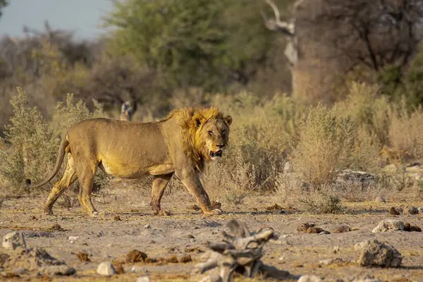 Etoşa namibya 'da bir aslan