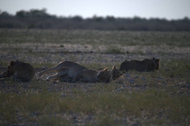 Savanadaki bir grup aslan.