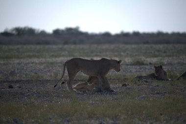 Etoşa namibya 'daki bir grup genç aslan.