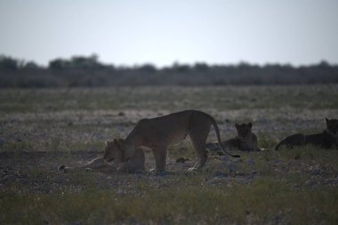Namibya 'daki Etosha Milli Parkı' nda Aslan