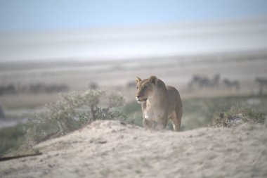 Kumlu bir sahilde genç bir aslanın güzel bir fotoğrafı.