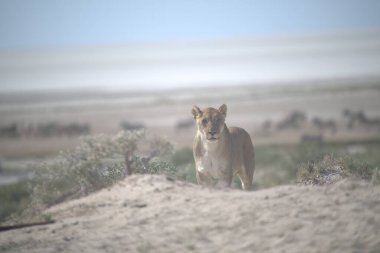 Vahşi hayvanlar ve ortadaki doğa